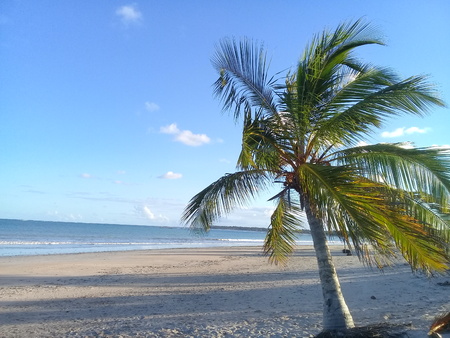 Little palm tree on the beachの写真素材
