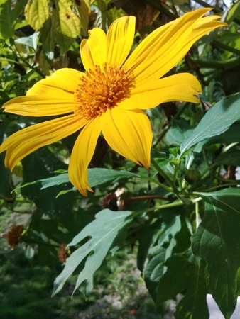A beautiful yellow daisy flower in the gardenの写真素材