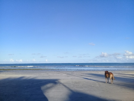 Alone dog on the beachの写真素材