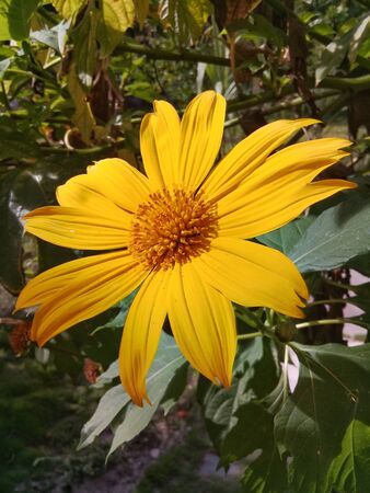 A beautiful yellow daisy flower in the gardenの写真素材