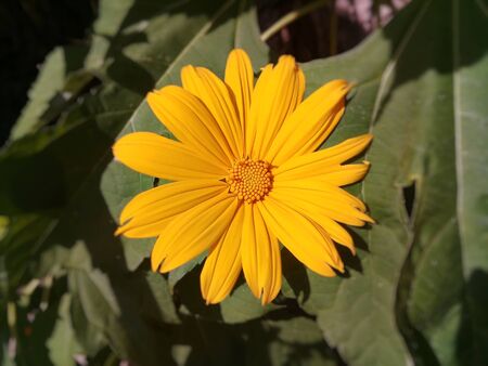 A beautiful field marigold (Calendula arvensis) in the gardenの写真素材