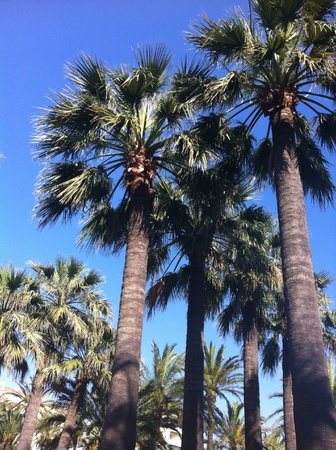 Coconut trees in blue skyの素材