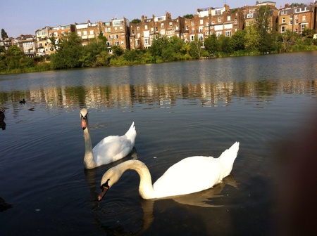 A pair of swans swimming in Hampstead lake Hampstead Heath London UKの素材