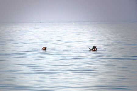 Sea lions in the seaの写真素材