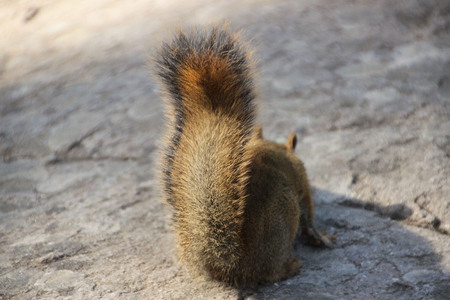 Plume-tailed squirrelの写真素材
