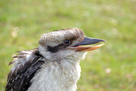 kookaburraの写真素材