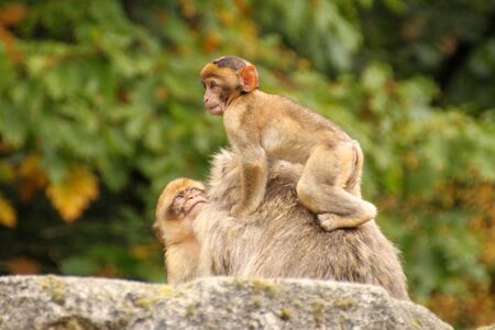 Barbary Macaque familyの写真素材