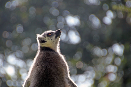 lemur monkey