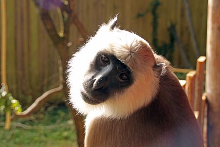 Hanuman langurの写真素材