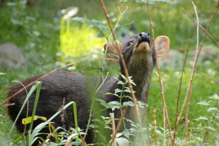 muntjacの写真素材