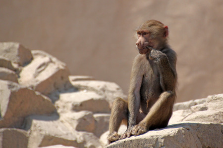 monkeyの写真素材