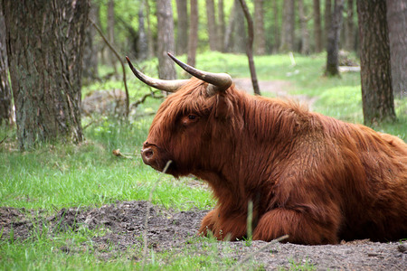 Scottish highlander landscapeの写真素材