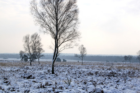 trees in snowの写真素材