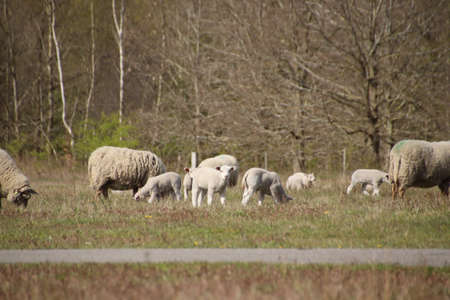 Flock of Sheep in Drenthe with lambs in the spring.