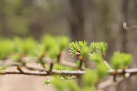 Young fresh green branches of a larch are