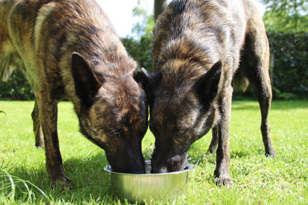 Dogs drink from water bowl at the same timeの写真素材