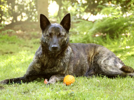 Dutch Shepherd is lying comfortably between the green in the grassの写真素材