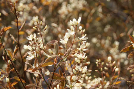 melanchier lamarckii a small deciduous tree with white snowy flowers in early spring commonly known...