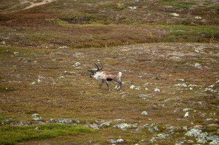 Mountain landscape with reindeers in the highlands of Swedenの写真素材