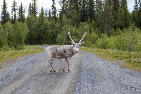 Reindeer on the road in Lapland, Swedenの写真素材