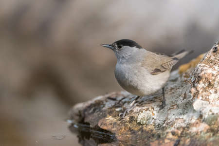 Blackcap (Sylvia atricapilla)