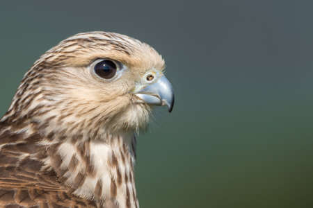 This falcon is a hybrid between a Gyrfalcon (Falco rusticolus) and a saker falcon (Falco cherrug)の写真素材