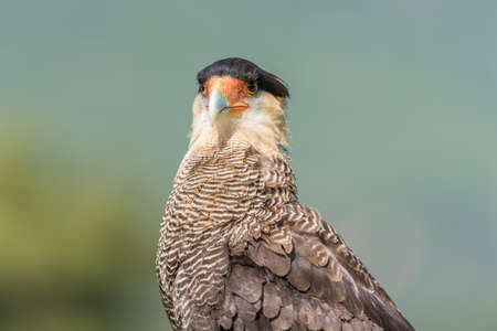 Northern crested caracara (Caracara cheriway)の写真素材