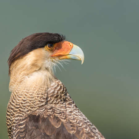 Northern crested caracara (Caracara cheriway)の写真素材
