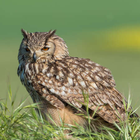 Indian eagle-owl (Bubo bengalensis)の写真素材