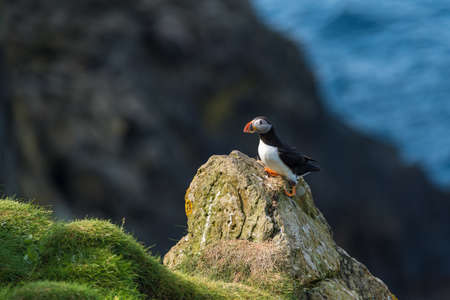 The Atlantic puffin (Fratercula arctica), also known as the common puffin, is a species of seabird in the auk family.の写真素材