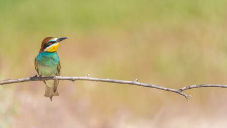 The European bee-eater (Merops apiaster) is a richly-colored bird of approximately 28 cm in length...