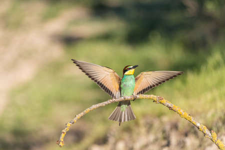 The European bee-eater (Merops apiaster) is a richly-colored bird of approximately 28 cm in length...