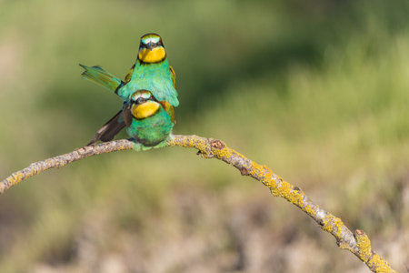 The European bee-eater (Merops apiaster) is a richly-colored bird of approximately 28 cm in length...