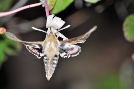 Hummingbirdの写真素材