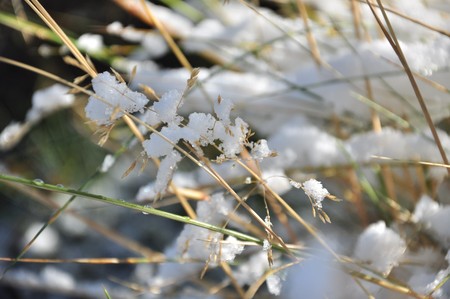 Snowed spikesの写真素材