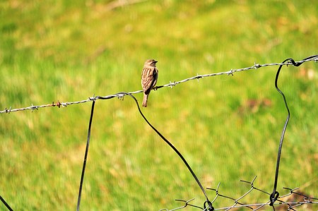 sparrow on wireの写真素材