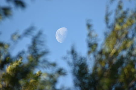 crescent moon between treesの写真素材
