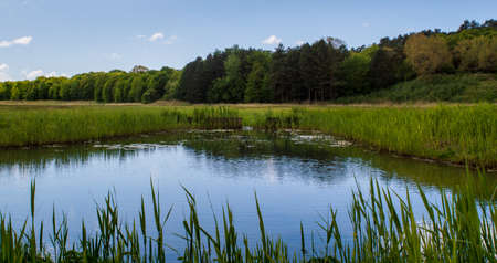 Little body of water in the Kennermerduinen on a sunny summer day