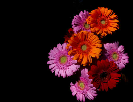 top view of gerber daisies against a black backgroundの写真素材