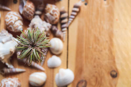 close-up image of an air plant on a wooden table with in the background a collection of seashells
