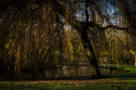 Image of a weeping willow near a city park pond in the late winter sun