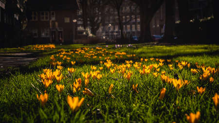 Image of a grass field with yellow crocuses in the spring sun.