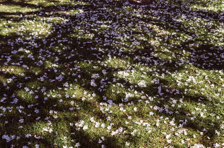 Background image of fallen cherry blossom on the grass on a sunny spring dayの写真素材