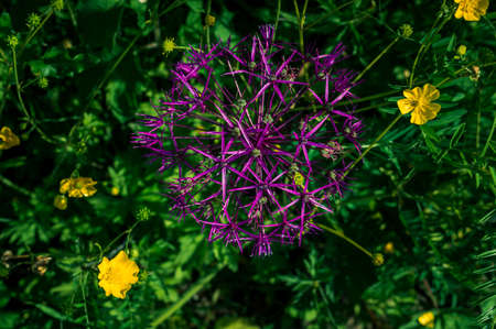 Image of the purple flower head of the Star of Persia plant