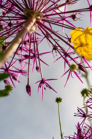 Low angle image of purple flower head against the blue sky