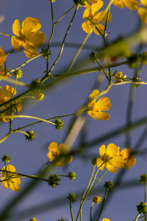 Vertical background image of buttercups against a blue skyの写真素材