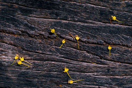 background image of fallen buds on dark woodの写真素材