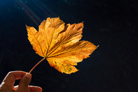 Close-up image of someone of color holding a golden autumn leaf against the sunの写真素材