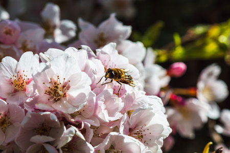 Macro close-up image of a honey bee on a pink cherry blossom