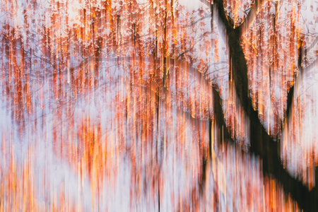 Autumn forest. Blurred image of the branches of the trees.の写真素材